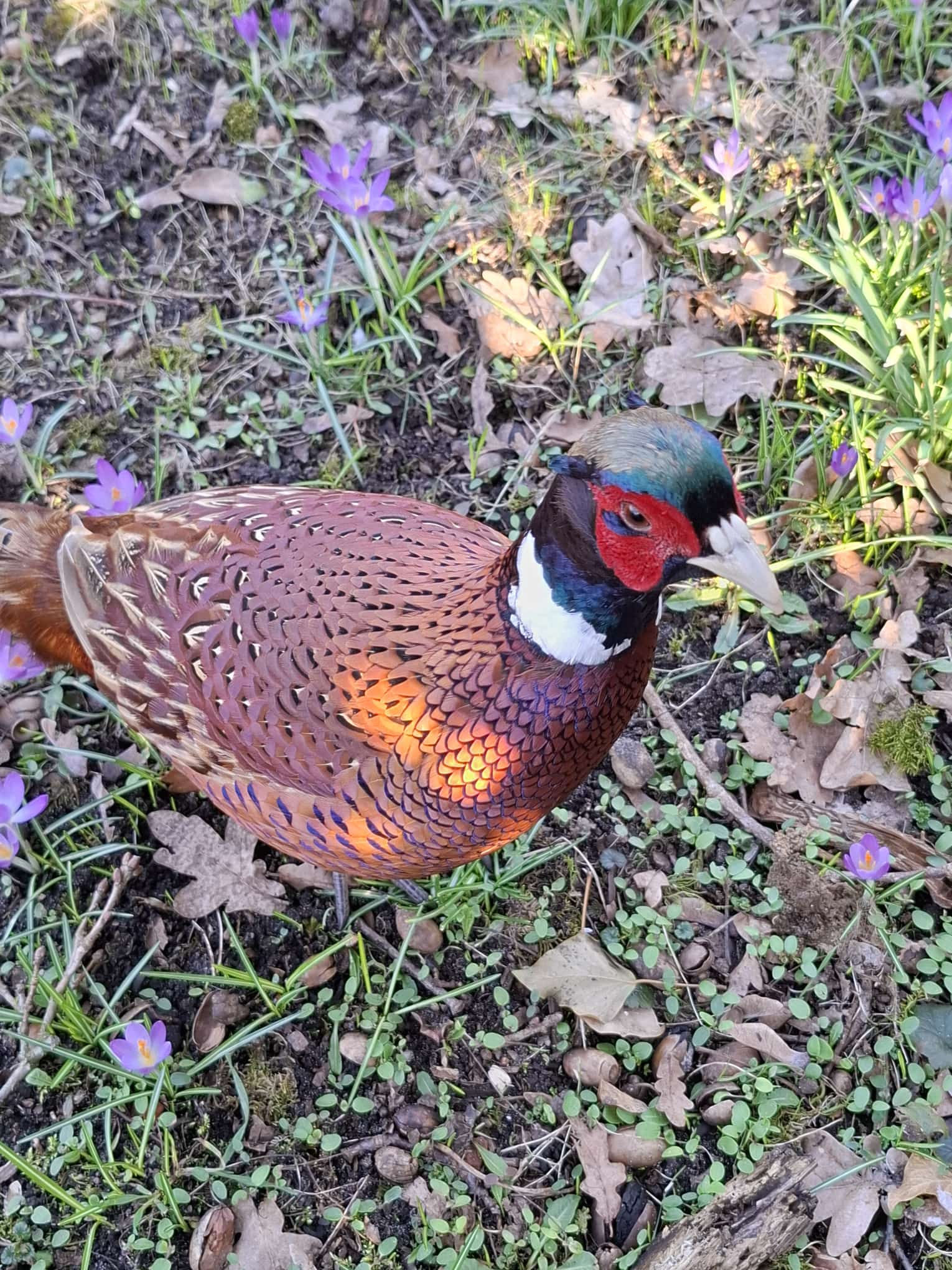 März Frühling