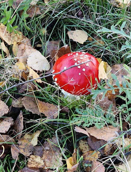 November, Pilz Rötling