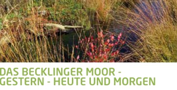 Becklinger Moor, Wardböhmen